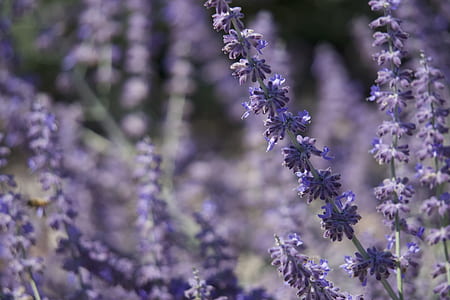 selective focus photography of purple petaled flower thumbnail