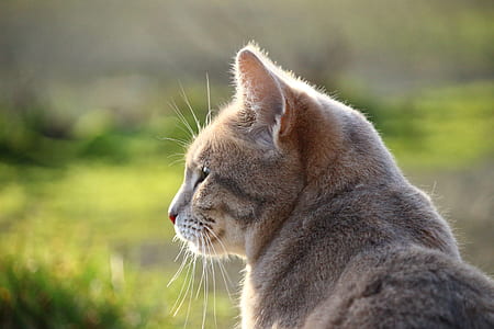 grey cat thumbnail