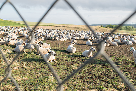 herd of goat thumbnail