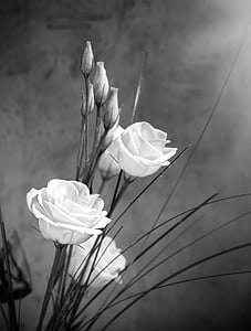 grayscale roses poster thumbnail
