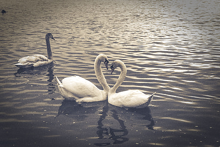 three swans in body of water thumbnail
