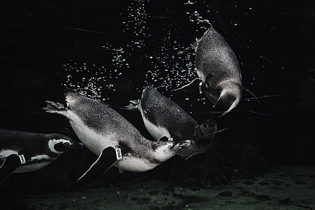 grayscale photo of penguins thumbnail