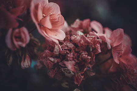 pink flower thumbnail
