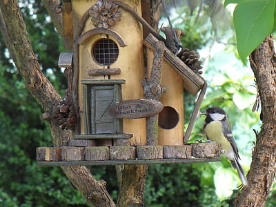 bird on its house thumbnail