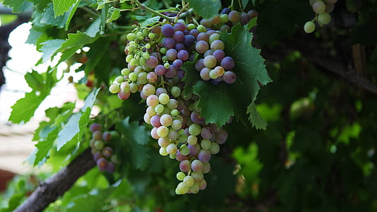close up photo of grapes thumbnail