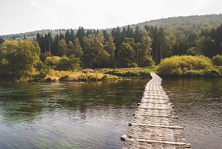 trees near body of water thumbnail