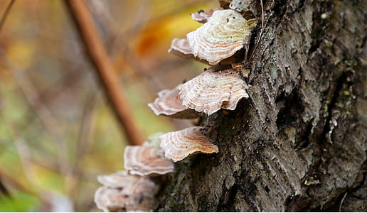 Fungi growing on bark of fallen tree in the forest. thumbnail