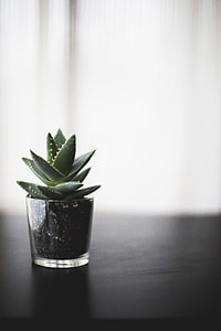 succulent plant on brown wooden table thumbnail