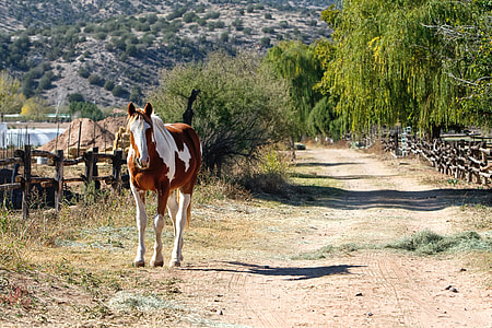 brown and white horse on side of road near fence at daytime thumbnail