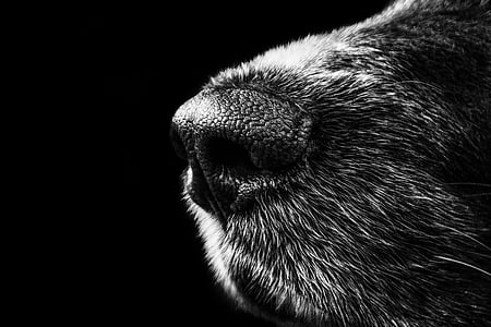 grayscale photography of animal nose thumbnail