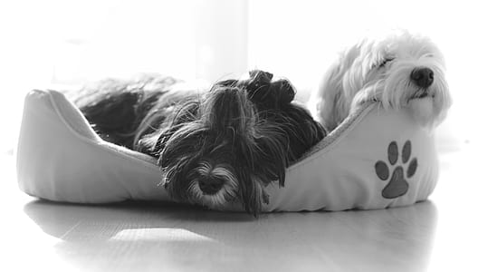 black-and-white, bed, animal, pet thumbnail