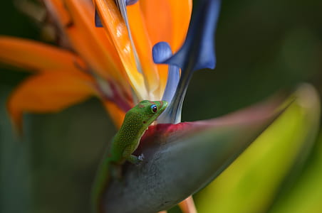 closeup photo green lizard thumbnail