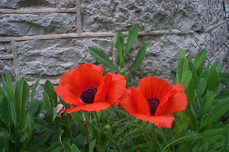 two red petaled flowers near gray wall thumbnail