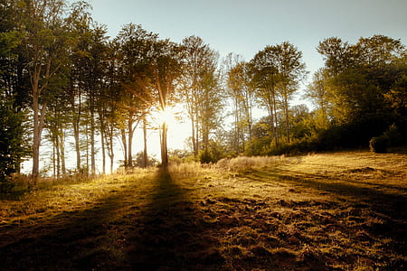 tress near grass field during daytime thumbnail