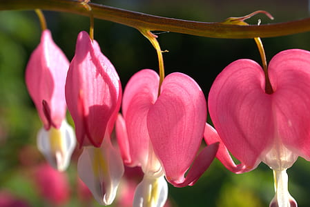 selective focus photography of pink and white petaled flowers thumbnail