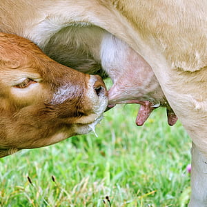 cow sips milk on udder thumbnail