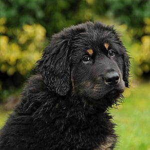 selective focus photography of black and tan Tibetan mastiff puppy thumbnail