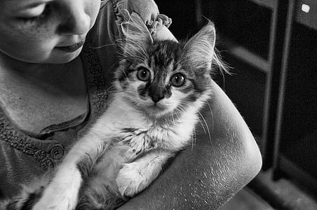 grayscale photography of kitten thumbnail