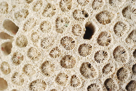 macro photography of coral thumbnail