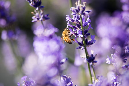 shallow focus photography of purple flowers thumbnail