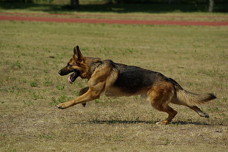 adult German shepherd running on green grass field thumbnail