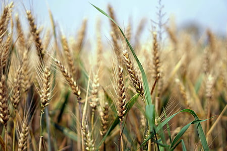 selective focus photography of wheat field thumbnail