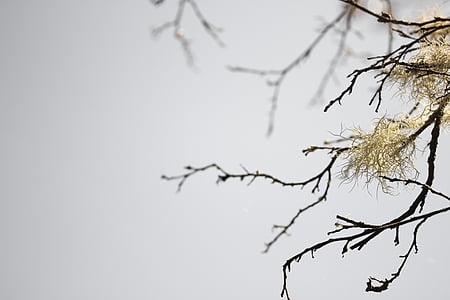depth of field photography of tree branch thumbnail