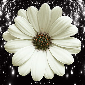 white petaled flower thumbnail