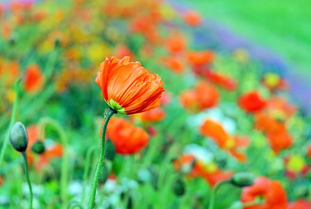 selective focus photo of orange poppy flower field thumbnail