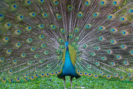 blue, yellow, and grey peacock thumbnail