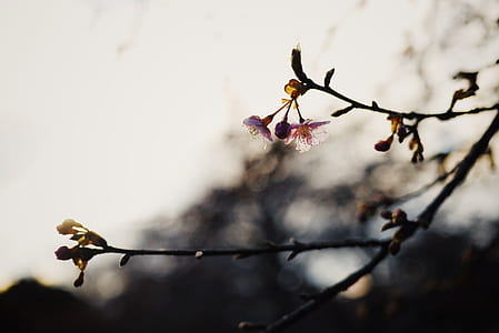 selective focus photography of pink cherry blossoms thumbnail