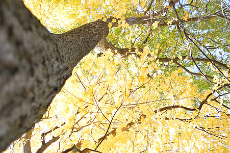 yellow leaved tree thumbnail
