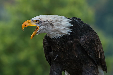 white and black American Eagle thumbnail