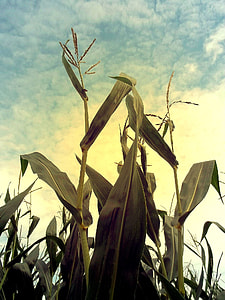 low angle photo of corn plants thumbnail