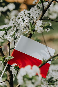 Flag of Poland - Polska Flaga thumbnail