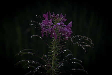 water drops on purple petaled flower thumbnail