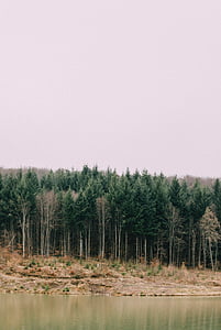 green leaf trees under white sky thumbnail