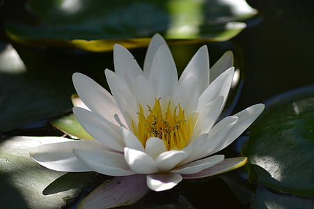 white lotus flower thumbnail