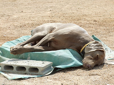adult blue weimaraner lying on green textile outdoor during day thumbnail