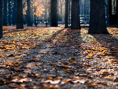 low angle shot of dried leaves on ground surrounded by treest thumbnail