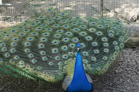 green and blue peacock thumbnail