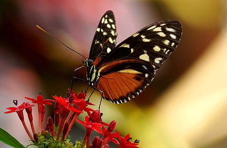 orange and black butterfly perching on red flower thumbnail