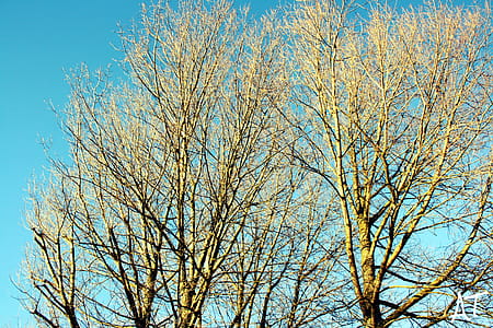 Leafless Tree Under Blue Sky at Daytime thumbnail
