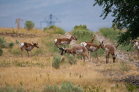 Herd of Gazelle thumbnail