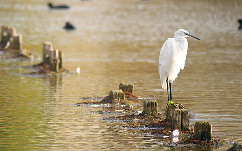 white bird on the grey stone thumbnail