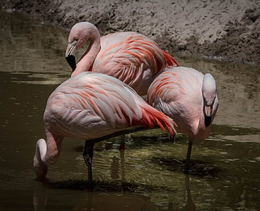 three pink flamingos on body of water thumbnail