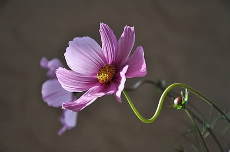 Purple Flower during Daytime thumbnail