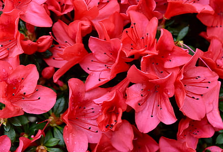 red hibiscus flowers thumbnail