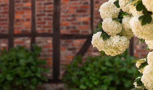 white petaled flowers during daytime thumbnail