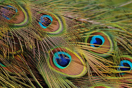 shallow focus photography of peacock feather thumbnail